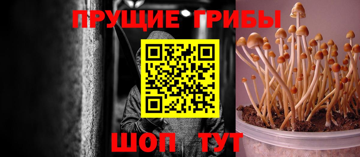 Псилоцибиновые грибы Psilocybe  Артёмовский  купить наркотик  Псилоцибиновые грибы Psilocybine cubensis 